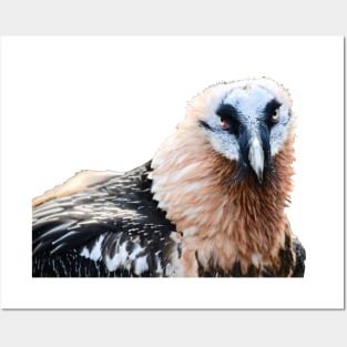 Bearded Vulture the Blink Posters and Art